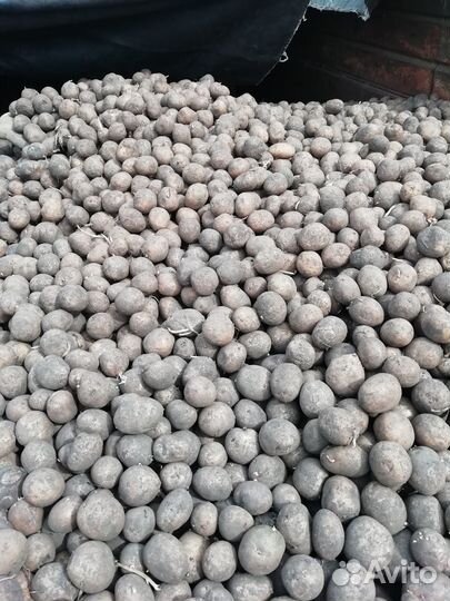 Картофель мелкий