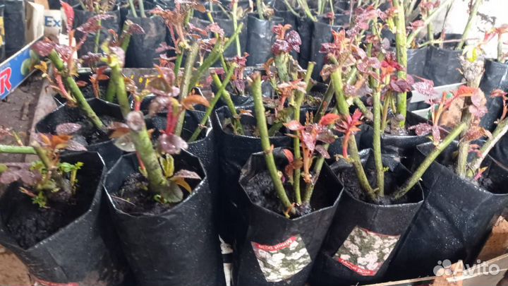 Рассада цветов оптом и в розницу