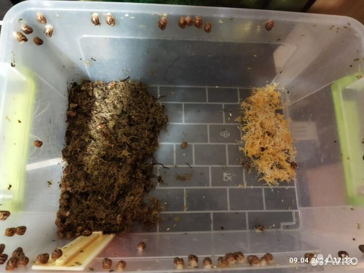 Улитка ахатина