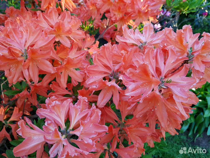 Рододендроны Подмосковные