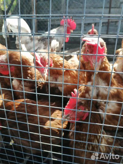 Куры несушки