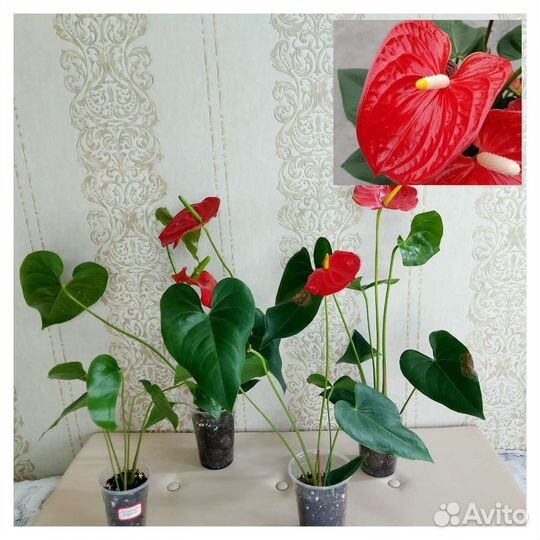 Антуриумы сортовые