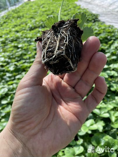 Клубника рассада джоли