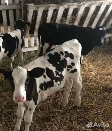 Телята бычки