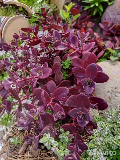 Садовые очитки