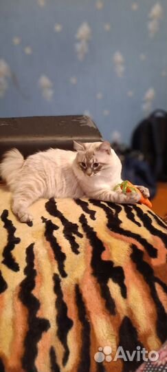 Кот курильский бобтейл