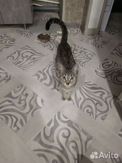 Найдена кошка