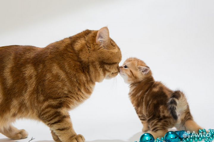 Роскошный Джастин, 9 лет, золотой мрамор