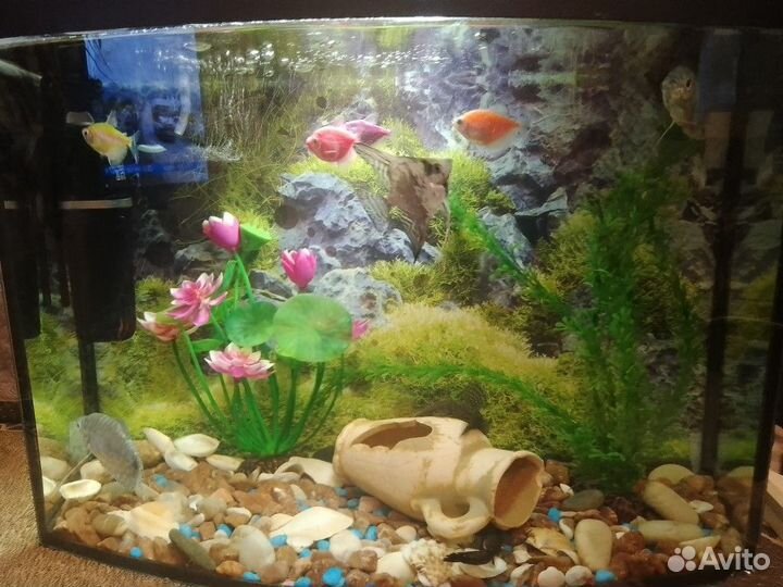 Аквариум с рыбками
