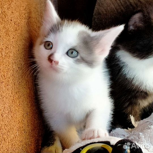 Котята в добрые руки 1 месяц
