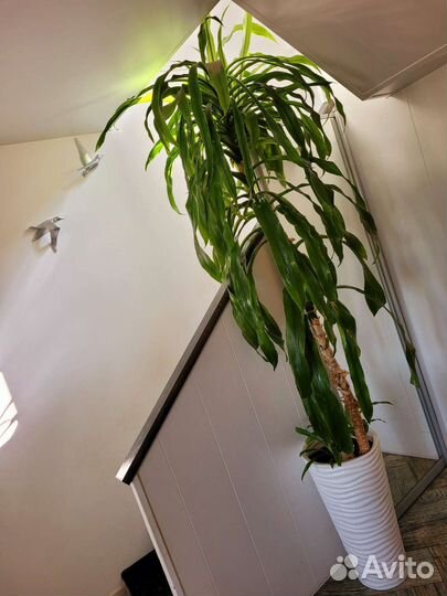 Драцена гукера пальма