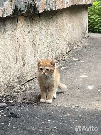 Рыжий котенок в добрые руки