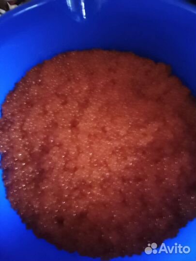 Икра кеты 2023 Качество