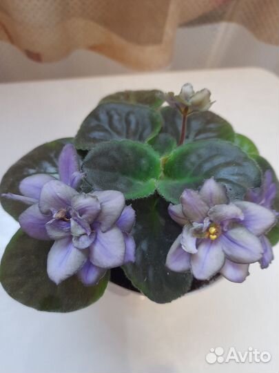 Фиалки, сортовые