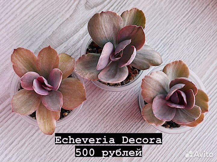Суккуленты