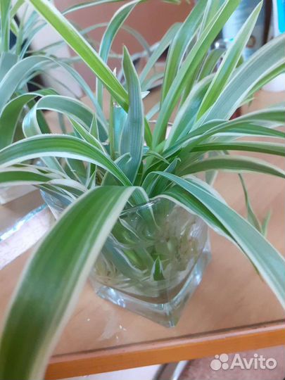 Хлорофитум