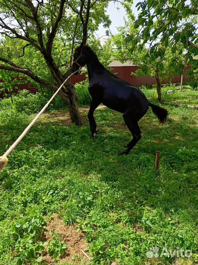 Жеребчик Къ