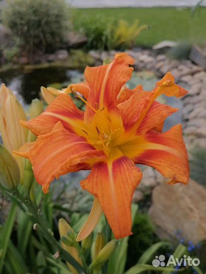 Лилейник высокорослый. Обмен