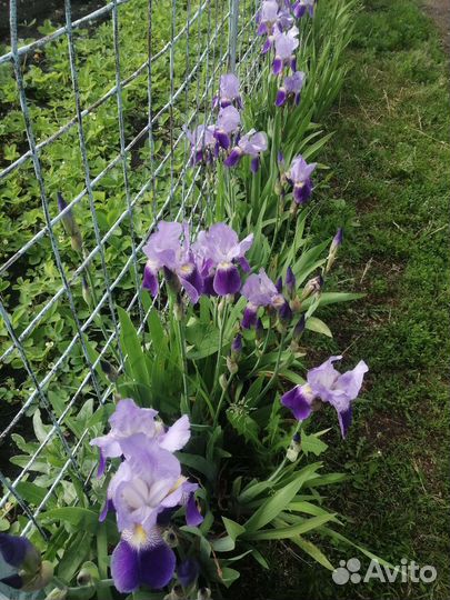 Ирис рассада укорененные