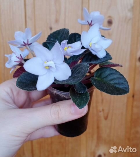 Фиалки сортовые