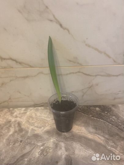 Гиппеаструм амариллис