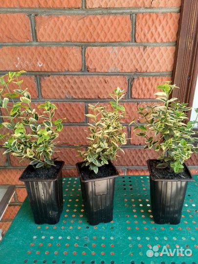 Бересклет форчуна