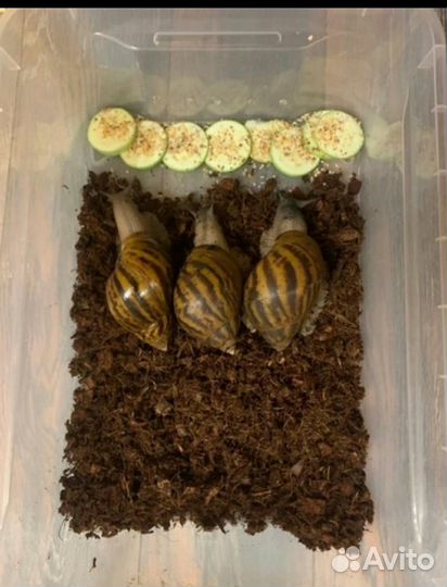 Ахатина тигр стандарт