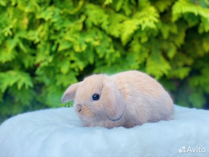 Малыши карликовые кролики