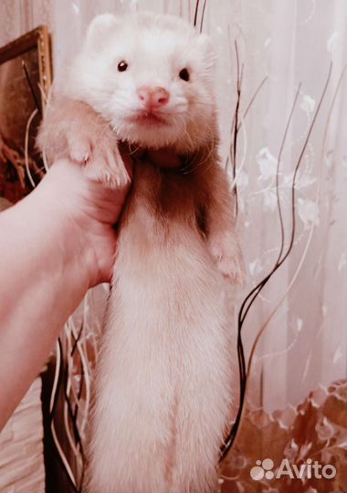 Вязка хорьков (2 самца)