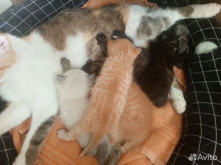 Котята в добрые руки