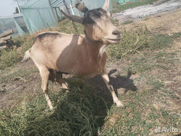 Англо нубийский козел и альпийская коза