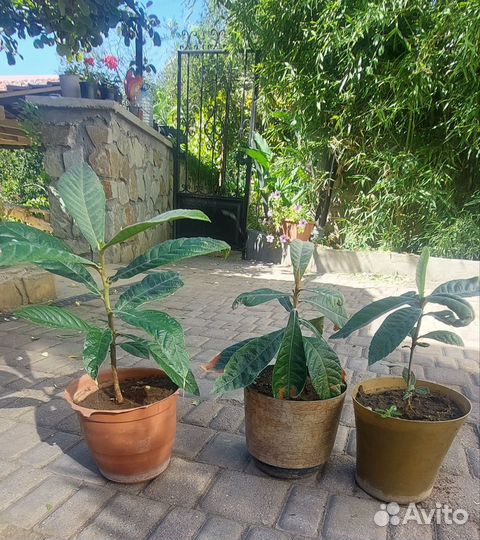 Продам ростки Мушмулы