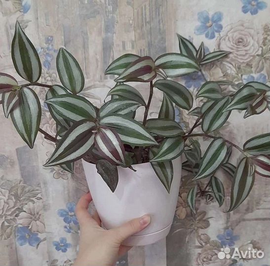 Цветы комнатные