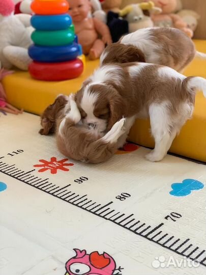 Кавалер кинг чарльз спаниель