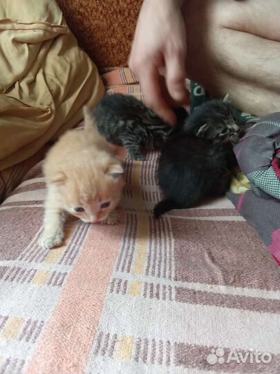 Кошка в дар бесплатно