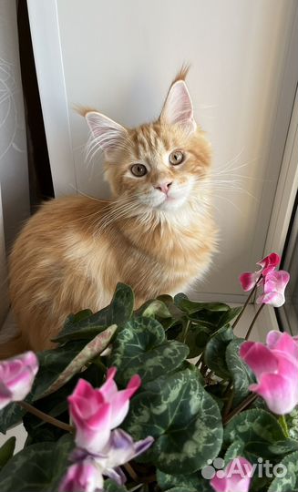 Котята мейн-кун