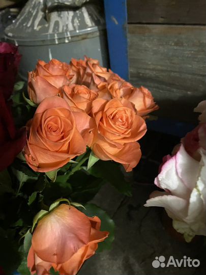 Розы домашние