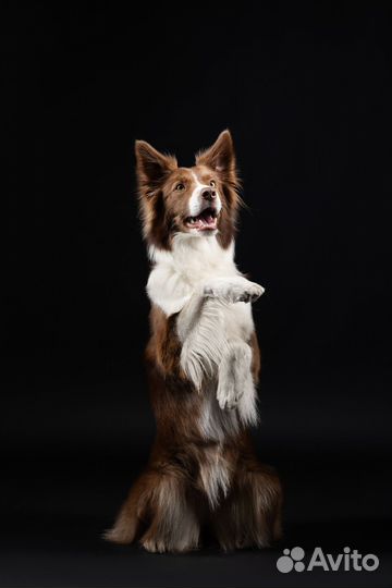 Собака для фотосессии/съемок