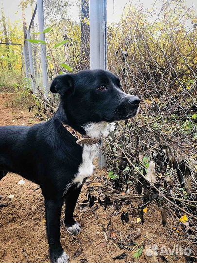 Ласковое Чудо