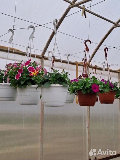 Рассада цветов :Петунья,бархатцы,рассада овощей