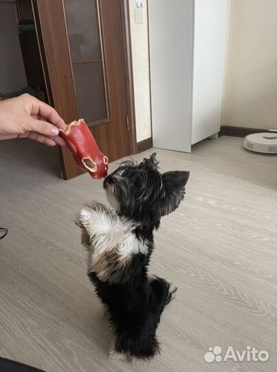 Бивер йорк вязка