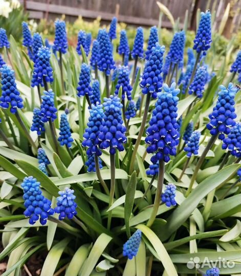 Мускари, Мускари армянский