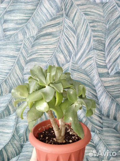 Крассула толстянка