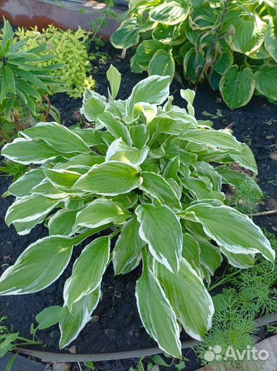 Хоста растение