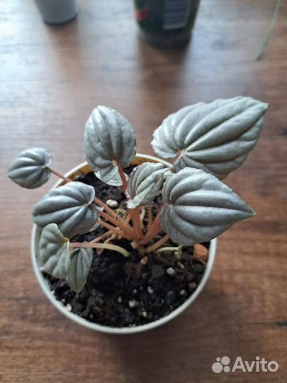 Комнатные растения (фикус белиз, бегония, кротон)