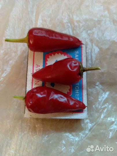 Острый перчик,семена в стручках