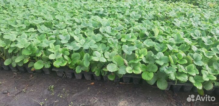 Саженцы Клубники Малины