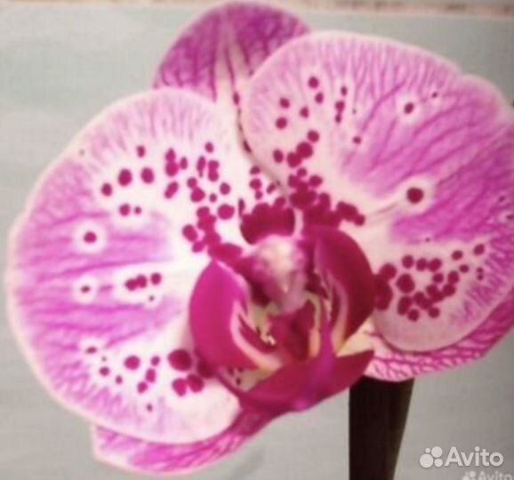 Орхидея фаленопсис отцветшие
