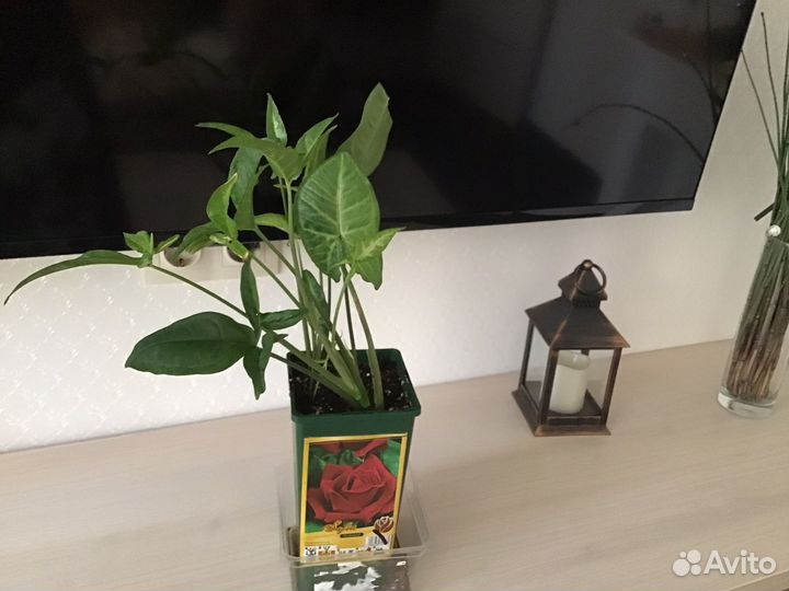 Комнатные растения