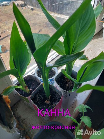 Цветы Канны улица/дом